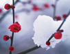 Plum Blossom