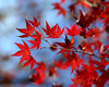 Momiji